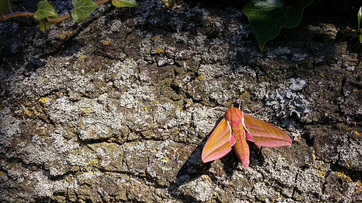 Nature at its best - #ElephantHawkmoth on our oak tree this morning
@BritishMoths @MothIDUK #teammoth