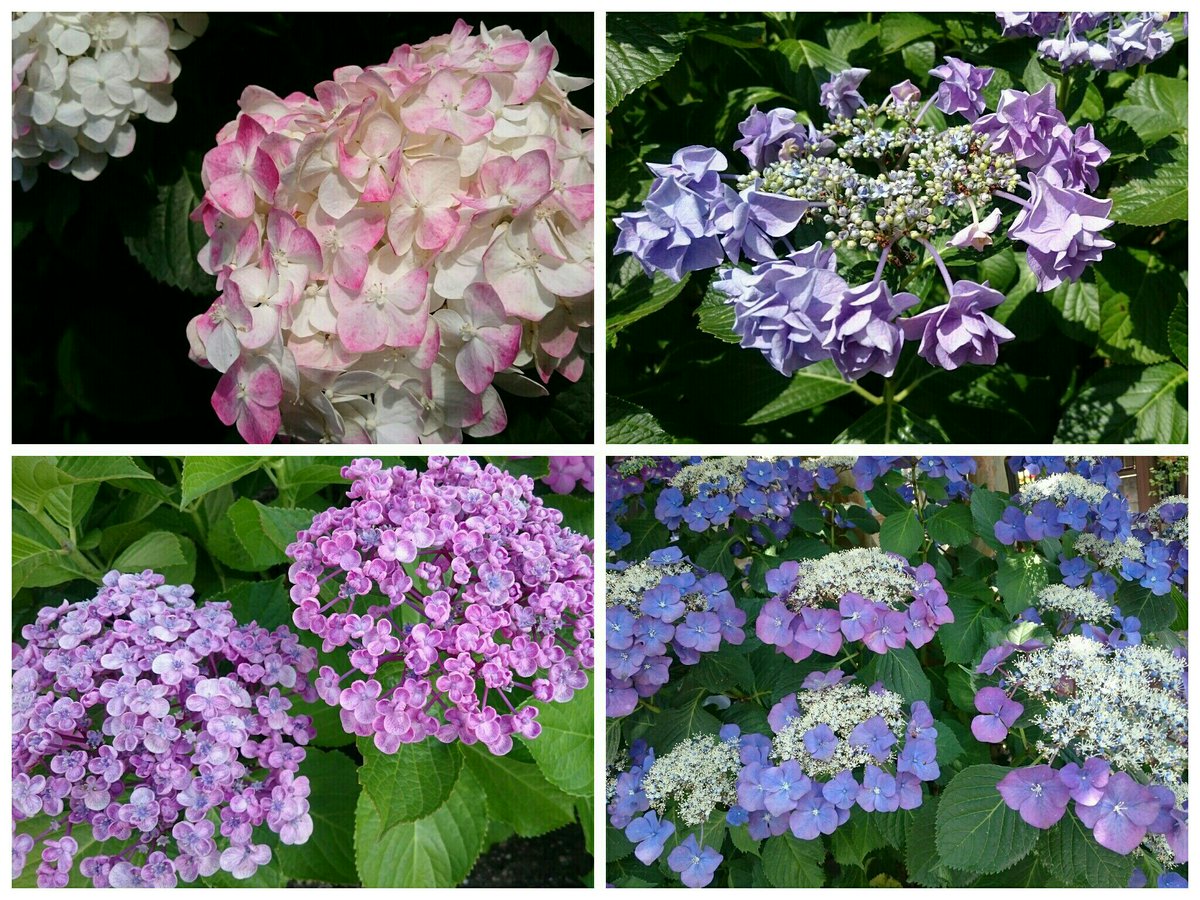 くらげ 昨日通りすがりに見かけた紫陽花写真アソート 額アジサイの花びら星形 ぽいのは最近よく見かけるようになったけど さらに多重のとか花びら丸まってるやつとか 縁だけ色違うやつとか 今年は色んなやつ見かけるなーと 紫陽花祭りも行ったけど あっち