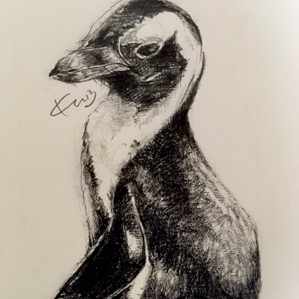 Spheniscusdemersus Twitter Search Twitter