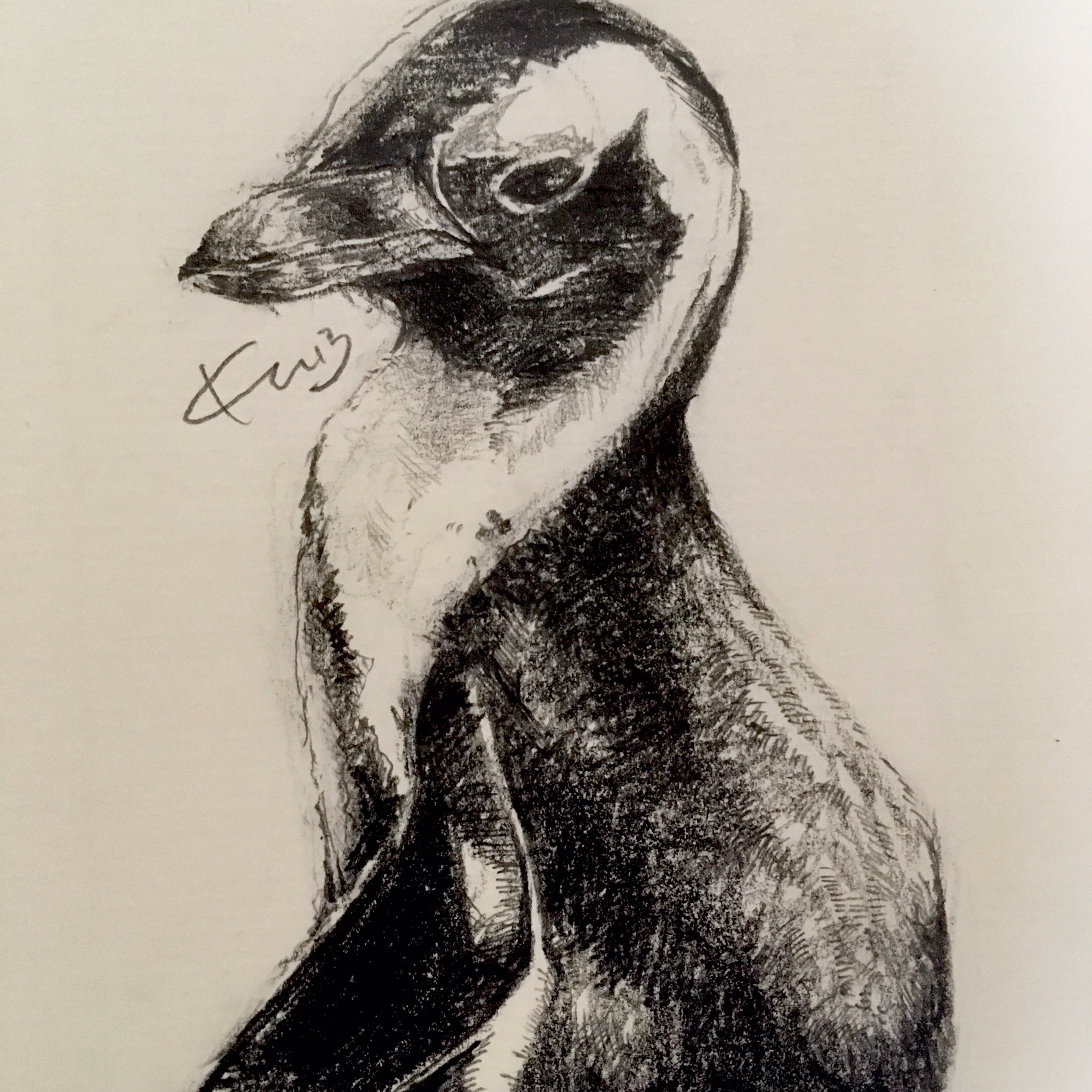 تويتر Kaoruuu13 るー على تويتر 私の精神安定剤は お絵描きだ ペンギン Penguin ケープペンギン Spheniscusdemersus デッサン Hiuni Staedtler Kaoruuu13 T Co G6ew0wumzq