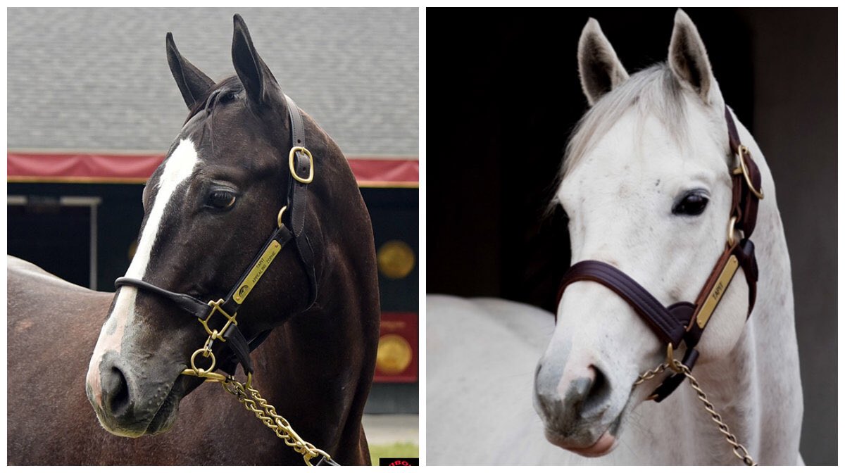 Tapwrit (left) wishes his legendary Dad, Tapit, a Happy Father's Day!  Eclipse hopes all the proud Papa's out there enjoy their special day!