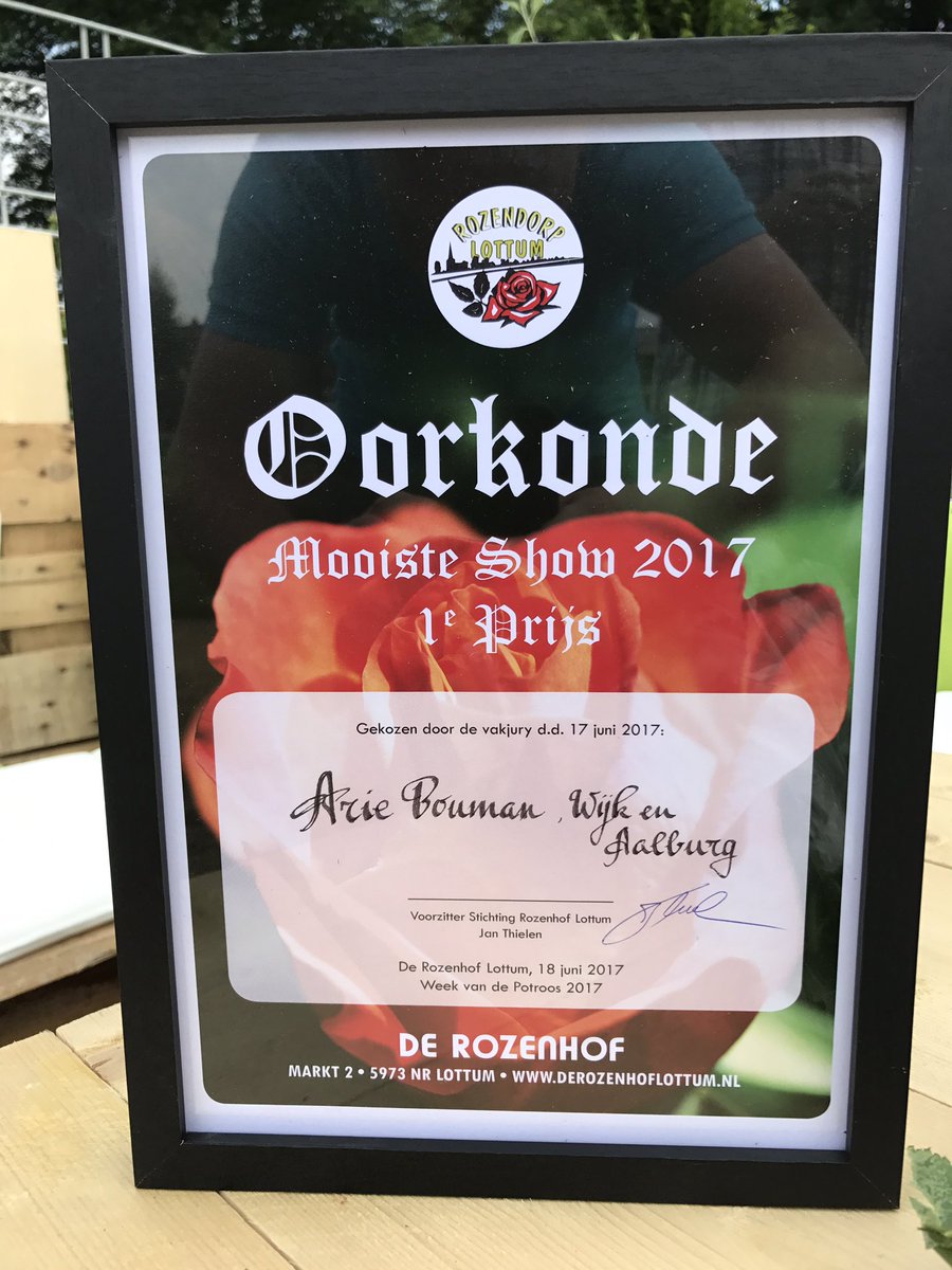 OutdoorRoses's tweet photo. 1e prijs behaald met de mooiste presentatie in 'De Rozenhof' in #lottum tijdens de week van de #potroos #potrozenshow #roses https://t.co/bBVDsv2e7E