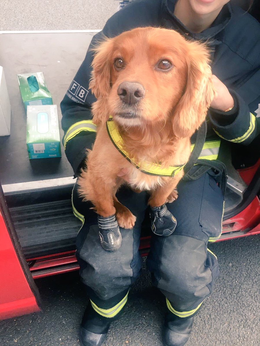 AirForce_Carl's tweet photo. Here's one of the amazing Search dogs of #GrenfellTower wearing his fire boots 👌🏻#lfb https://t.co/ay6BH9FBdM