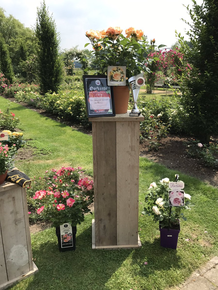 1e prijs behaald met 'Rosa Hansestadt Rostock' van Rosen Tantau in categorie "Beste Potroos" in 'De Rozenhof' in #lottum #roses #roos