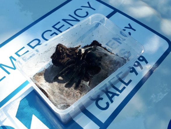 ITVCentral's tweet photo. Police found 200 tarantulas when they pulled over a car being driven by a disqualified driver 
https://t.co/txDWgf0FrM https://t.co/KGUKpckGJY