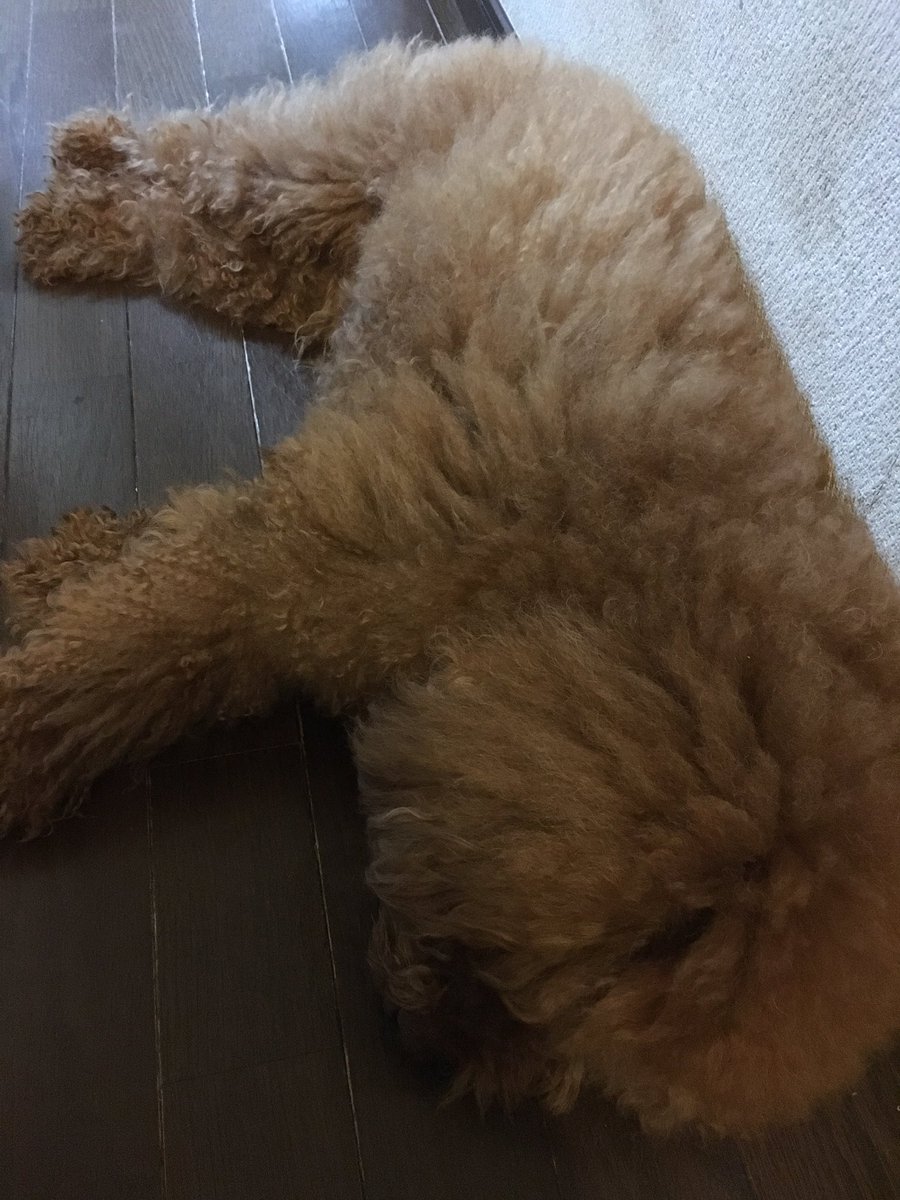 challychally's tweet photo. ドタッ https://t.co/fCetPwckGv