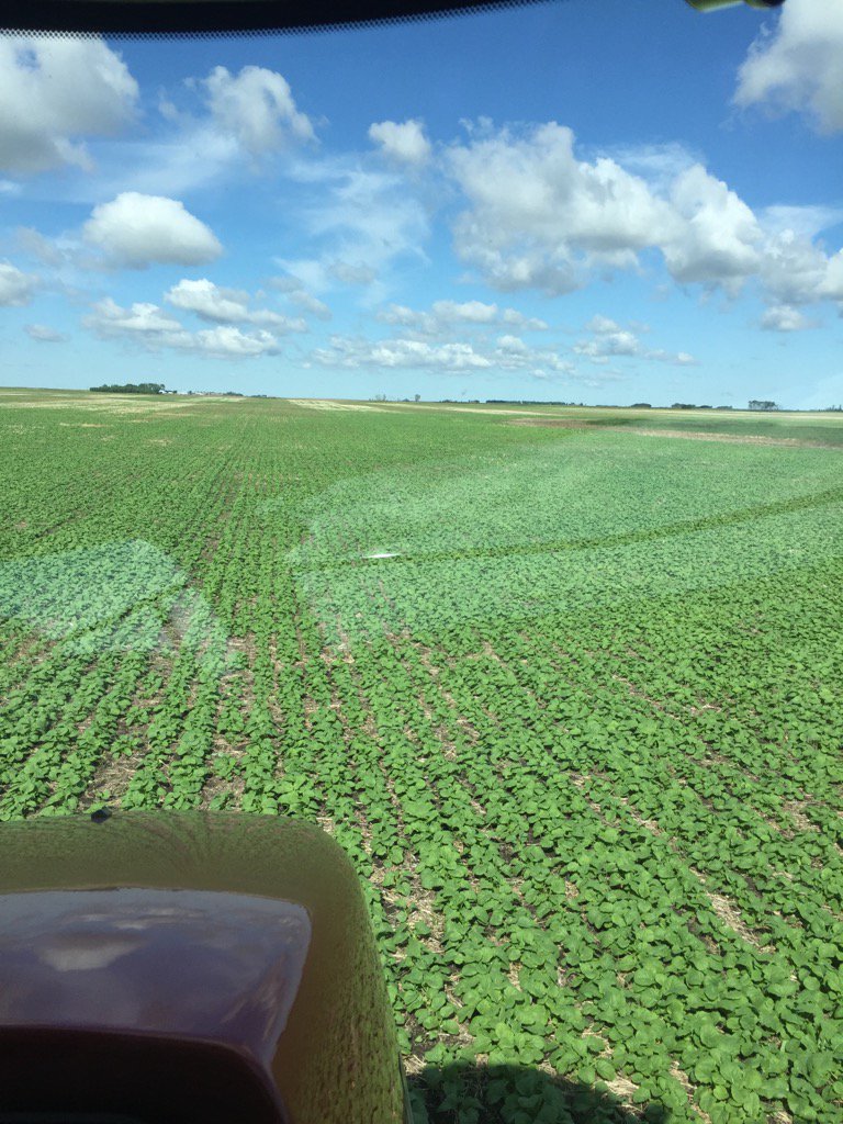 jasonauctioneer's tweet photo. Pioneer 45h33 plus #seedhawk is a good combo but nothing beats rain. #almostblewit https://t.co/JeqkfBpHnV
