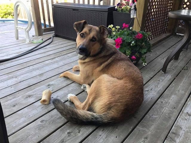 Gentle, Social Dog Needs Forever Home bit.ly/2sE8Tp0 #YQG https://t.co/MRi6vAIh1T