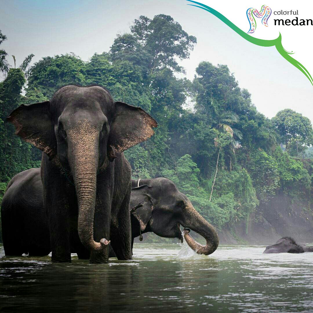jalanbhakti's tweet photo. Tangkahan, Destinasi tersembunyi di Sumatera Utara #wonderfulindonesia #pesonaindonesia #SumateraUtara #Colorfulmedan https://t.co/q1p4efu6Tv #SosialisasiISTA2019
