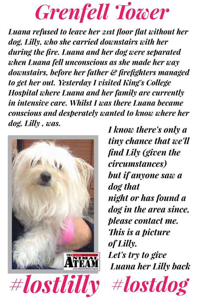 HarrisonFood's tweet photo. #GrenfellTower #lostdog #lostLilly https://t.co/t4NVwYVr7y