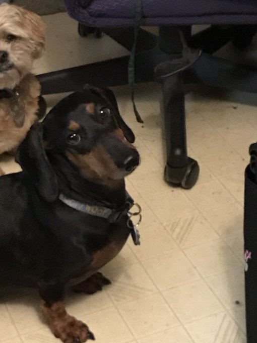 Happy Father's Day to all you great dads out there! I'll be spending my Father's Day with my four legged<a href="/tag/skol"class="tags"><span>#skol</span></a>