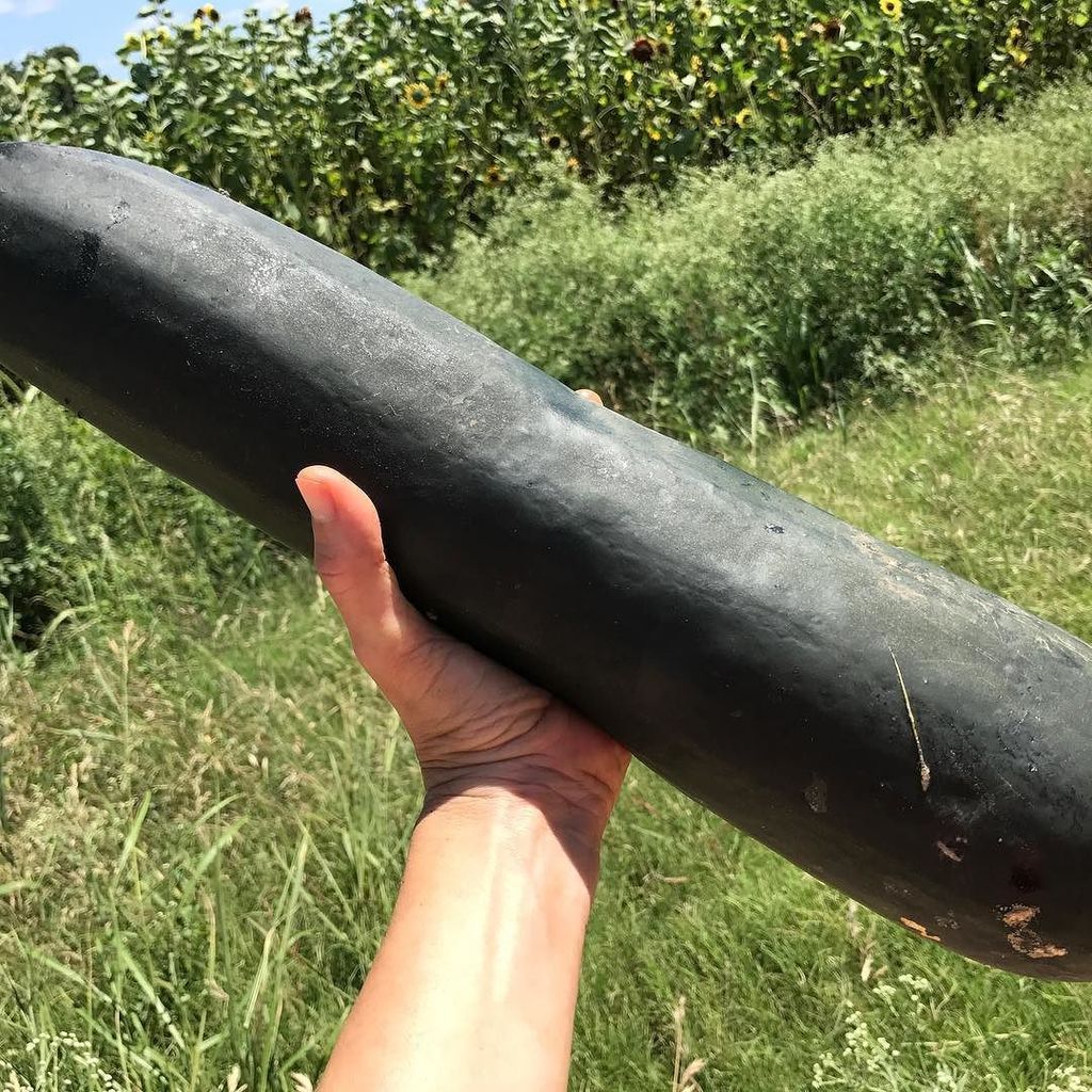Come see our giant zucchini today 11am-3pm at @hopemarketatx and learn about #farmerstarter #farmshareATX