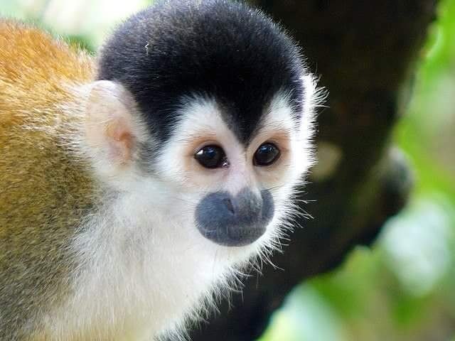 Hoy 3pm en #SemanaEcologica 👉 hablaremos con el primatólogo panameño @Saguinus sobre los primates (monos 🐒). Sintoniza @KWCONTINENTE 95.7FM