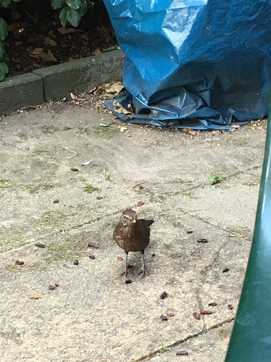 Garden guardian bird. She's always close behind whenever I'm outside.  #backyardbirds #Amsel #Turdus #TrueThrush