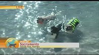 GoodDaySac's tweet photo. Help you puppy stay cool this summer at Animal Den Pet Resort.  https://t.co/ElNb6pfYNk https://t.co/noVnBxB89R