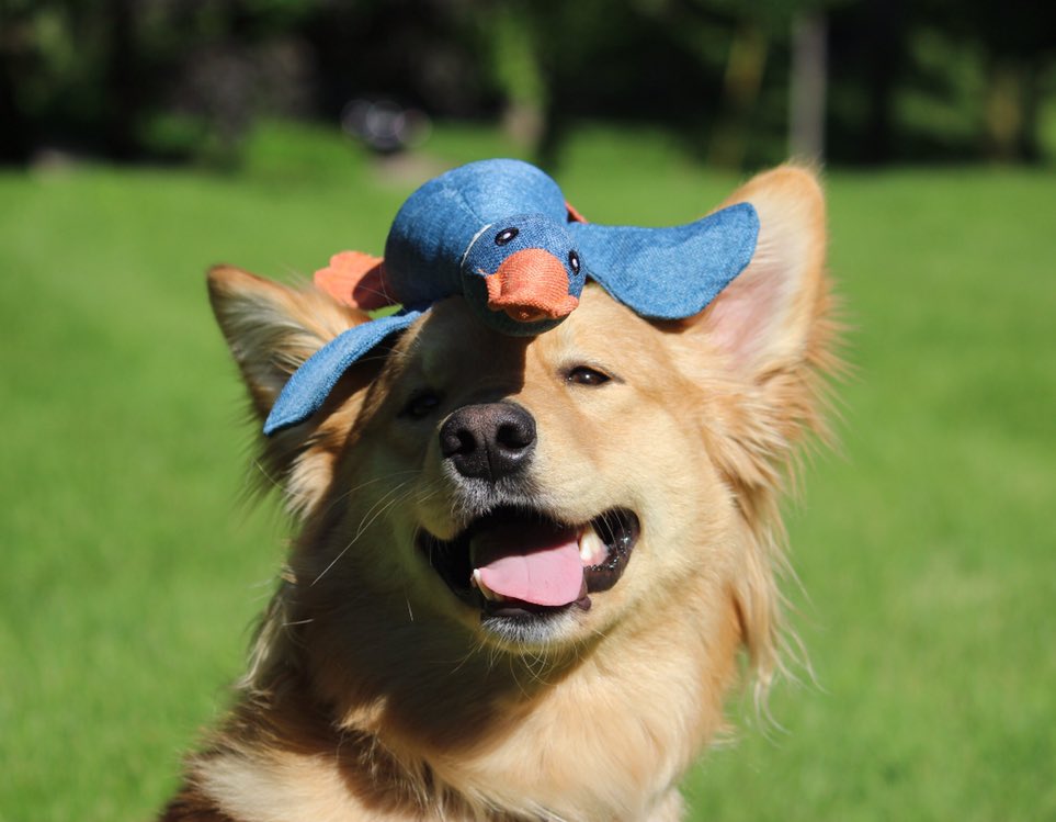milodamutt's tweet photo. Hello from Mr. Ducky &amp; I 😝 https://t.co/f8OHd1xPXn