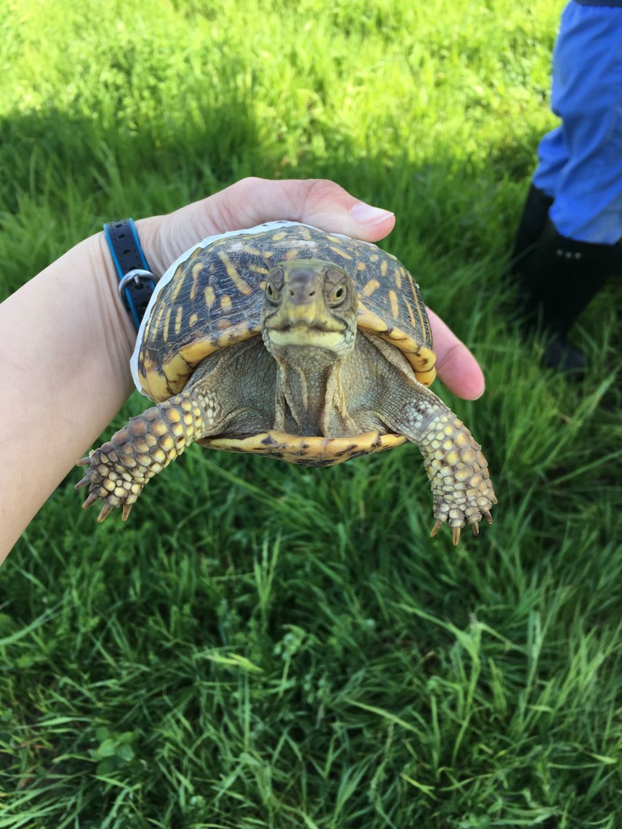 WildlifeEpiLab's tweet photo. What is this #ornateboxturtle thinking? Comment with your creative hashtags! #whatdoturtlesthink #becreative #sillyturtle https://t.co/LYRtnGobe4