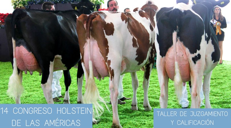 Holstein Américas tweet media