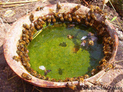 LondonBeeKeeper's tweet photo. In this scorching weather please keep replenishing a shallow saucer of water for our #bees /wildlife in your garden. Please RT. https://t.co/wCoEvXnE5e
