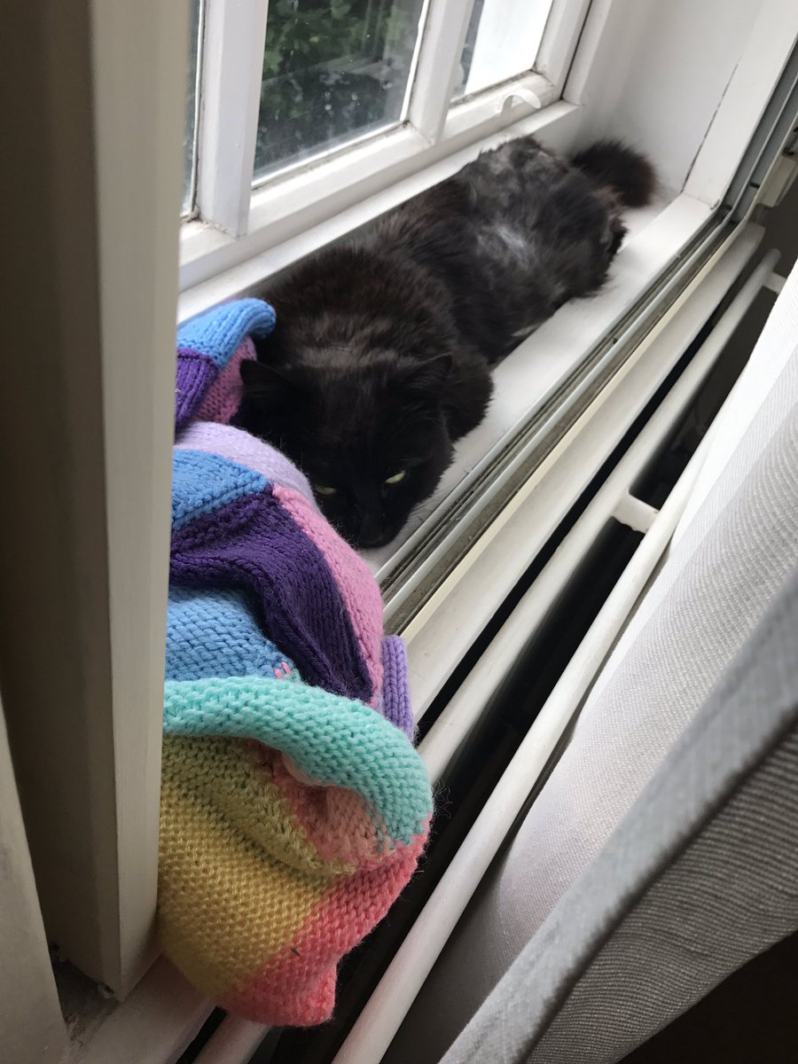 How to deal with post show blues? Adopt a cat! Welcome to the Wright-Hodgson household Sydney!