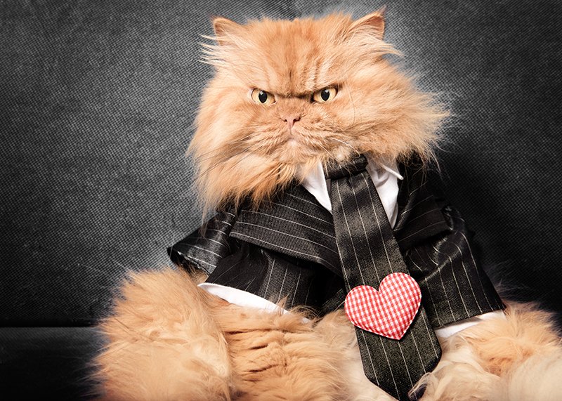 MeetGarfi's tweet photo. #happyfathersday This day means nothing without me. #garfi #thatsdarling #sundayfunday #sunday https://t.co/Ui0XbHrVvI