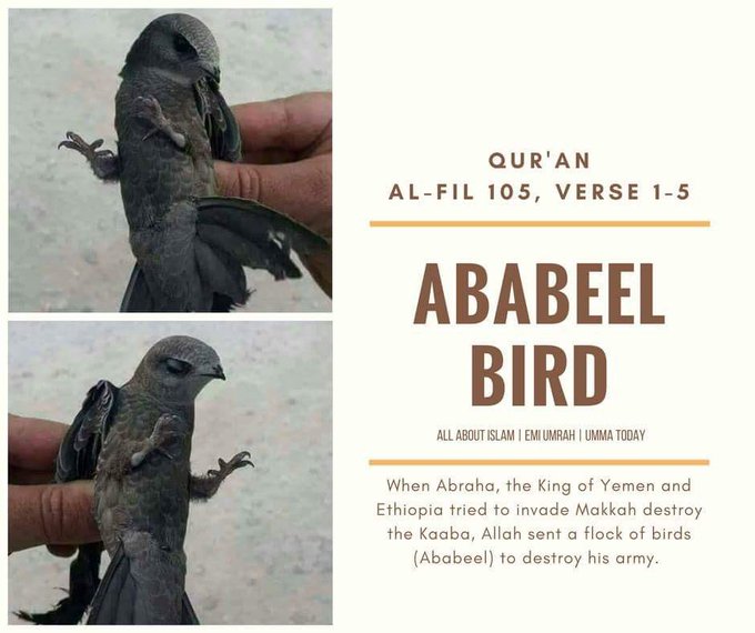 Download 100 Gambar Burung Ababil Keren Gratis