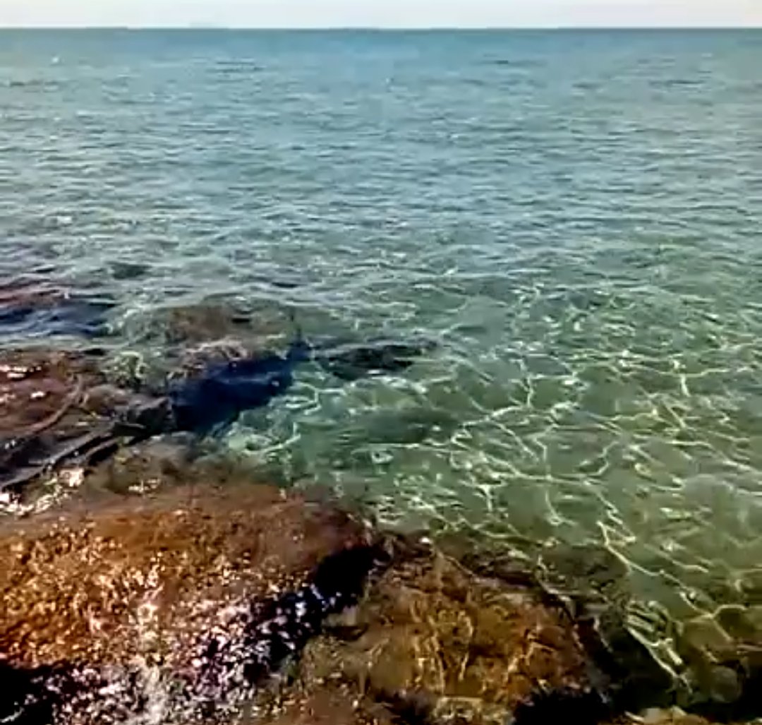 Frockie's tweet photo. When weather is so warm everybody's resting, and you go to dive in your place. Alone. #findmywayback #SundayFunday https://t.co/3Wj1JLaDLx