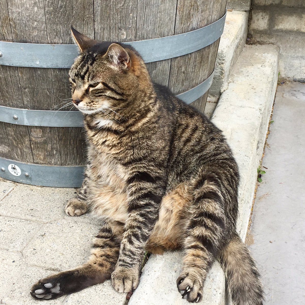 KrazeLegzWine's tweet photo. Henry's imitation of a wine barrel 😺Have a Happy Father's Day😊#bcwine #FathersDay2017 #fathersday #okfallswineries https://t.co/ltBehcA5gH
