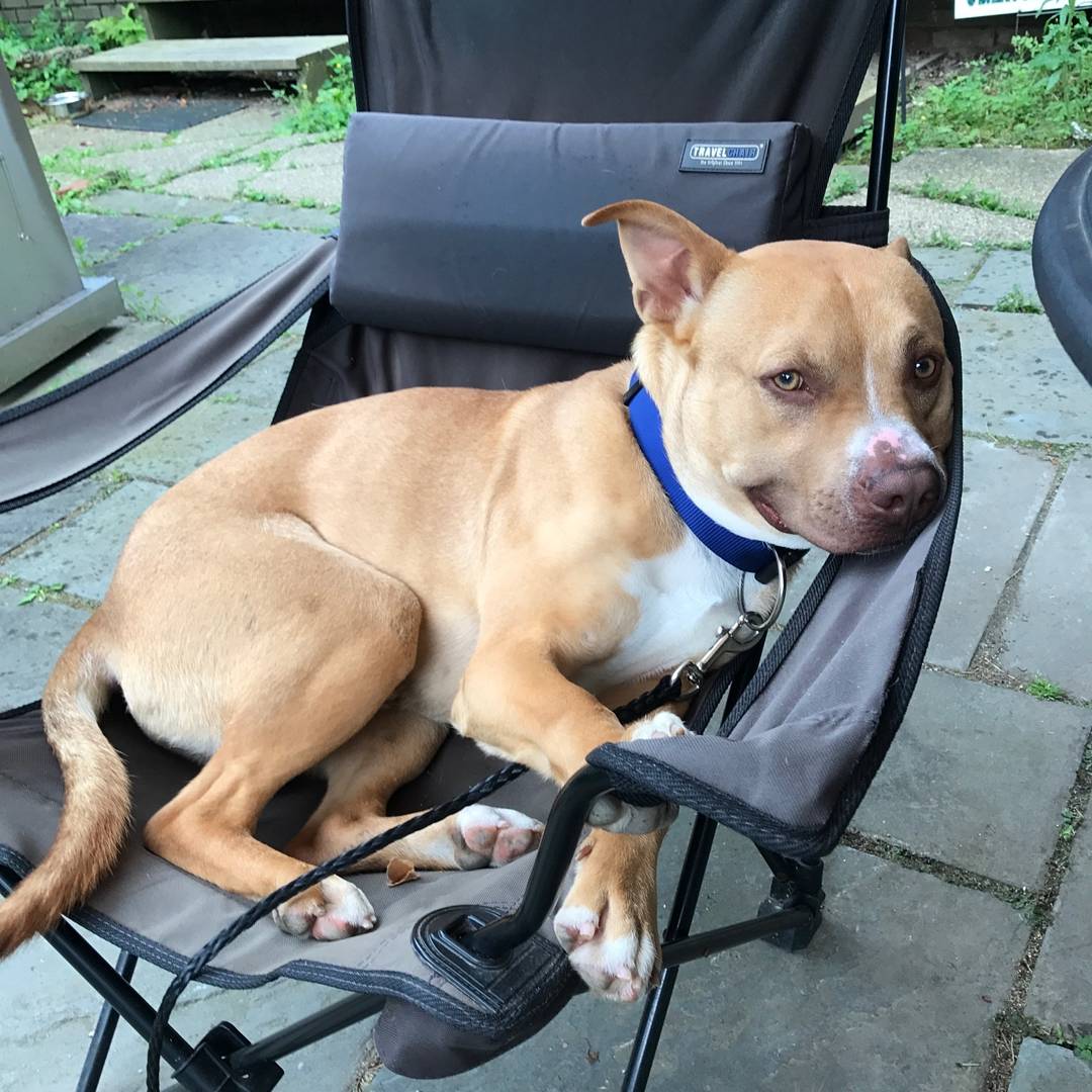 kade_allison's tweet photo. Ramos now prefers to be called Mose, so please respect his wishes. He's got his quirks but he's settling in. So far, g o o d b o y 10/10 https://t.co/KQuYBVj71h