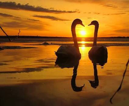 Учитесь верности верности. Два лебедя на закате. Лебеди на закате. Пара лебедей. Любовь и лебеди.