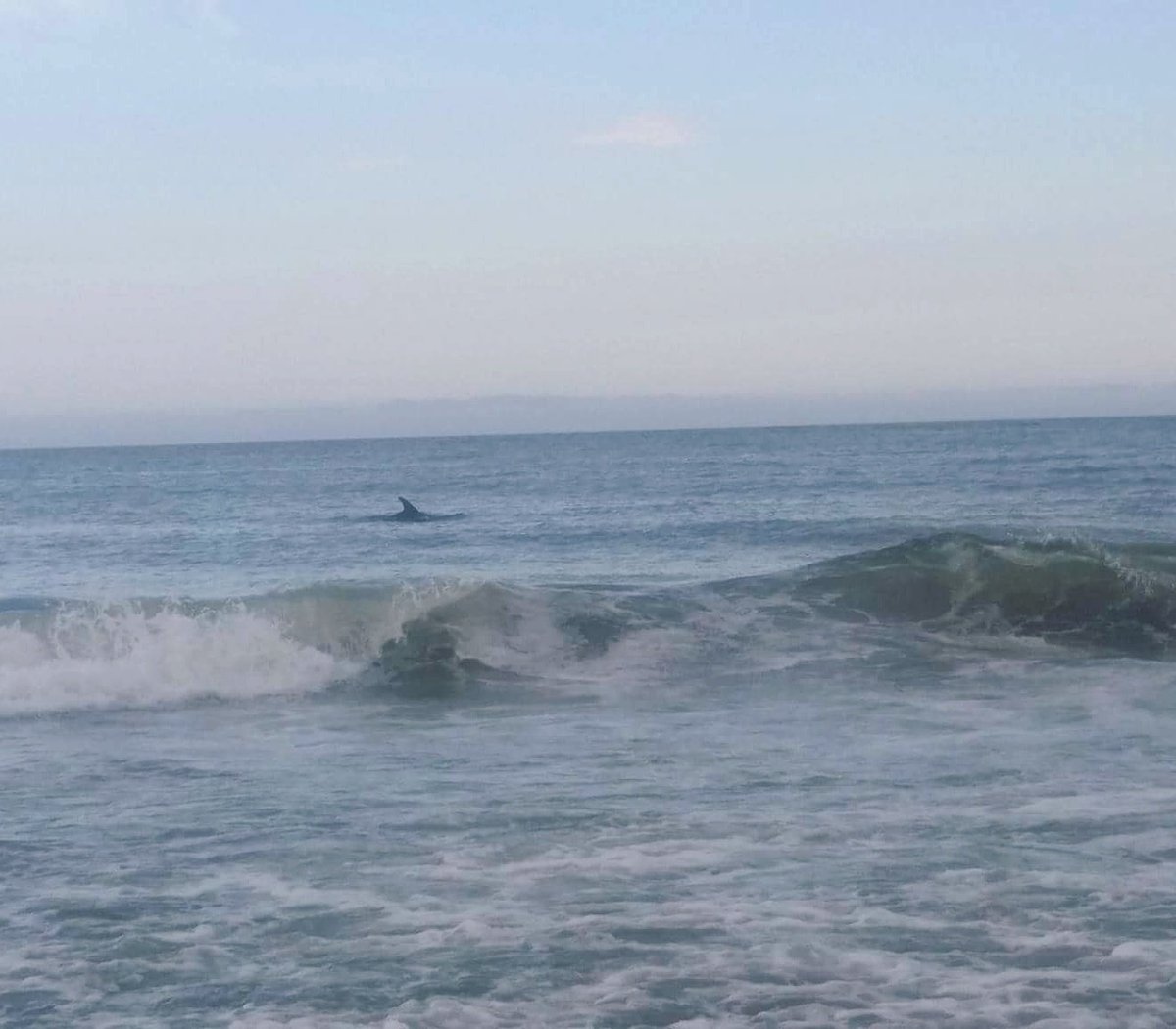 CemeteryChicC's tweet photo. Dolphins!🐬 The Ocean is a beautiful place! #savethefishies #SandCloud #Atlantic https://t.co/4uaN428KWN