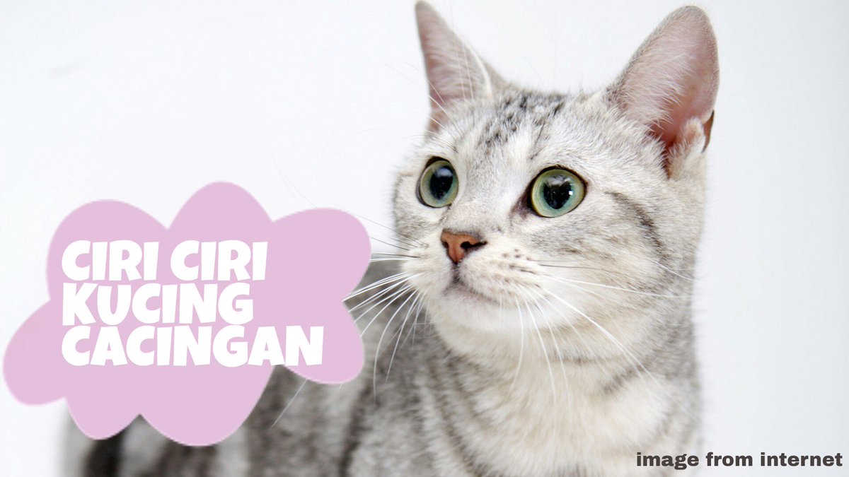tutucatshouse's tweet photo. KENALI CIRI-CIRINYA, yuk Follow instagram kami
IG : @tutucatshouse
#salonkucingterpercaya #groomingkucingmalang #tipskucing #hotelkucing https://t.co/NJB4ag4s4v