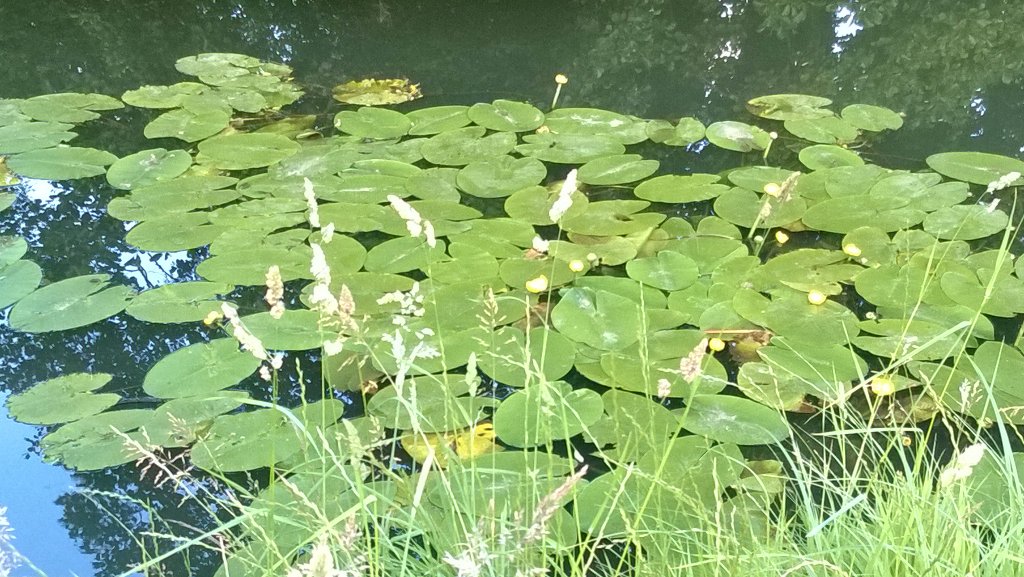MsKimKaze's tweet image. The clouds are Your crown, sunrays like slipstreams of Your glory &amp;amp; the lilies, Your footstool #thatsmyKing #Jesus