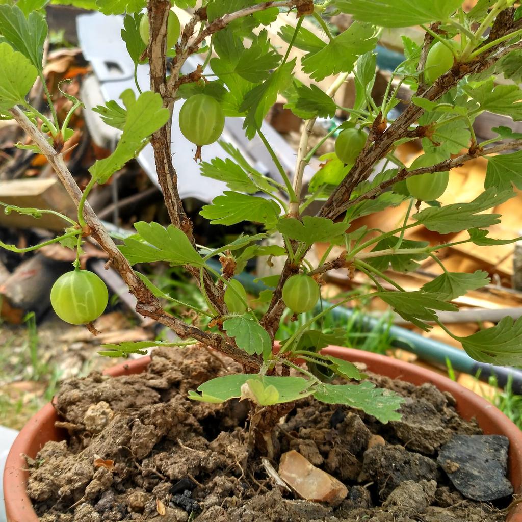 Dusepo's tweet photo. Homegrown gooseberries! Hejmkreskantaj grosoj! #groso #gooseberry #gooseberries #gardening #garden #fruit #frukto https://t.co/6ciS9PYJjq
