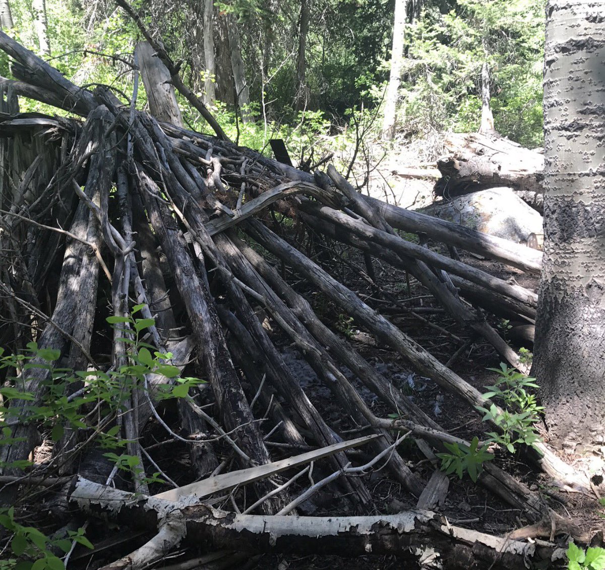 ProjectGoAndSee's tweet image. Awesome structure found by our friend Todd in Utah! #projectgoandsee #Squatchin #Bigfoot #sasquatch #evidence