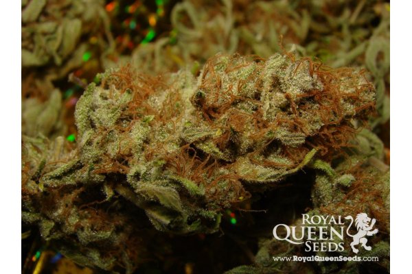 Society_420's tweet photo. Amnesia Haze || Sativa || Thai X Jamaican || Cannabis Cup (1st place in 2004 1st place Sativa in 2012) ||
| #DailyStrain | #NugPorn | https://t.co/k7cHvoAUJS