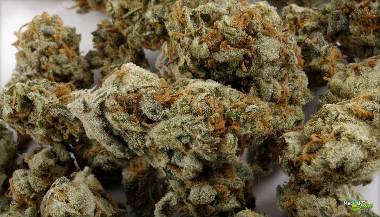 Society_420's tweet photo. Amnesia Haze || Sativa || Thai X Jamaican || Cannabis Cup (1st place in 2004 1st place Sativa in 2012) ||
| #DailyStrain | #NugPorn | https://t.co/k7cHvoAUJS