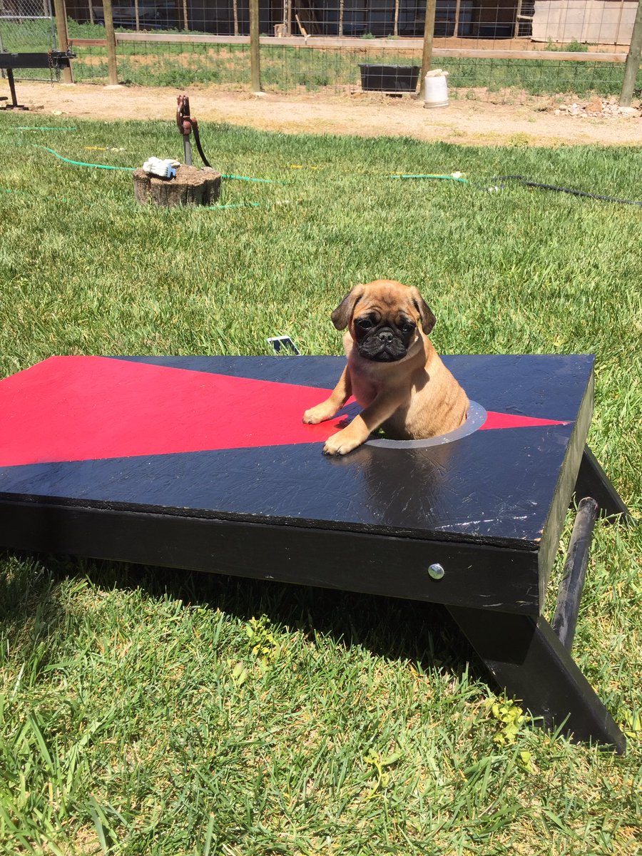My favorite type of corn hole 🌽🐶