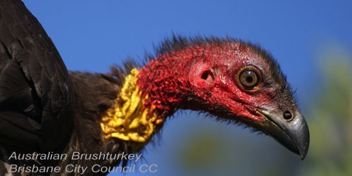BirdNoteRadio's tweet photo. #Megapodes dig geothermally heated burrows to keep their eggs warm. #ornithology https://t.co/3HH6LDNGkW https://t.co/Ccyhrxt09U