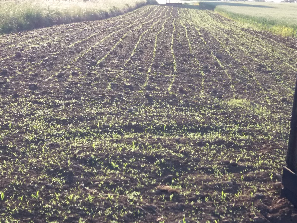 trentlaneshoot's tweet photo. So is the Poacher Leave it #kingscrops https://t.co/wNC6cwGYgM