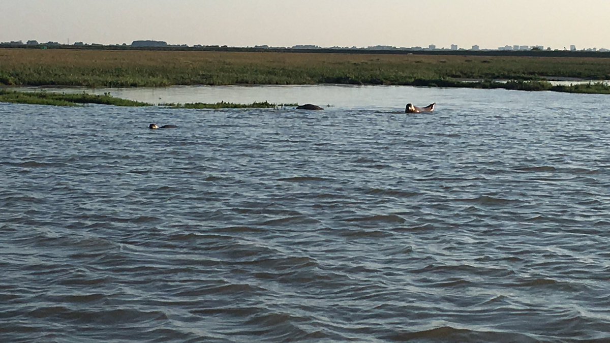 melvyn_rogers's tweet photo. Brilliant day out with #discoverycharters #rivercrouch #sealtrip #happydays #thanks #greatguys https://t.co/I5euiL5w2Q
