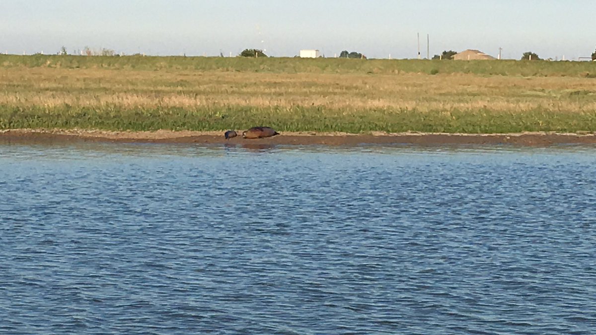 melvyn_rogers's tweet photo. Brilliant day out with #discoverycharters #rivercrouch #sealtrip #happydays #thanks #greatguys https://t.co/I5euiL5w2Q