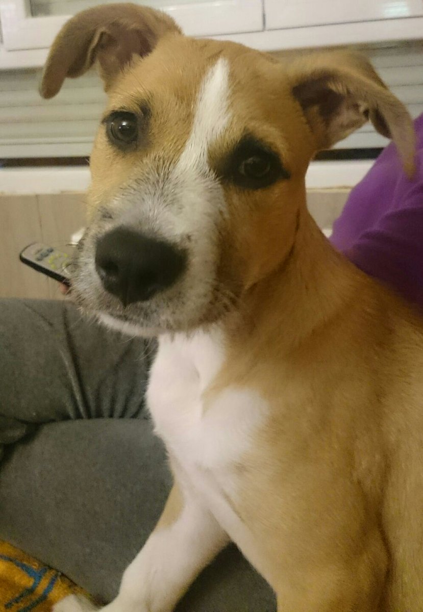 deceroadoptauno's tweet photo. Jacki, cruce de Perro Potencialmente Plastoso que debe tener los mismos derechos que el resto de sus congéneres. #NoReglamentoCAM https://t.co/Dey17fUJ38
