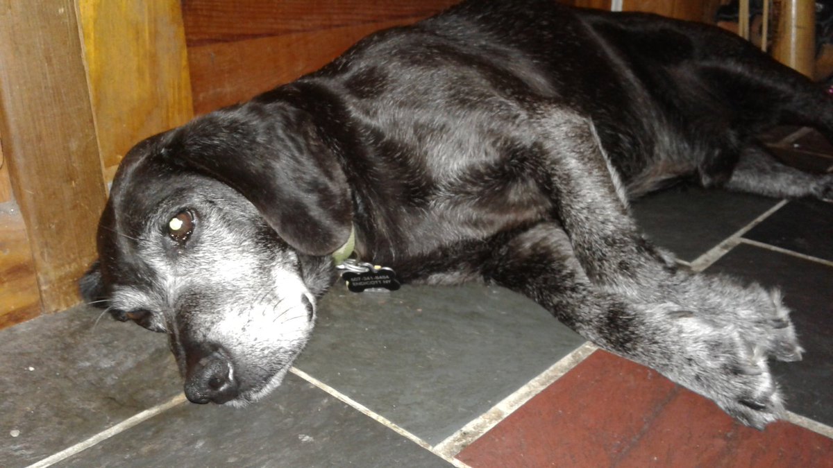 thegeorg's tweet photo. For every retweet, I will pet Jake Yapper and tell him he's a good boy. He doesn't like today's heat. https://t.co/UUicnruuYJ