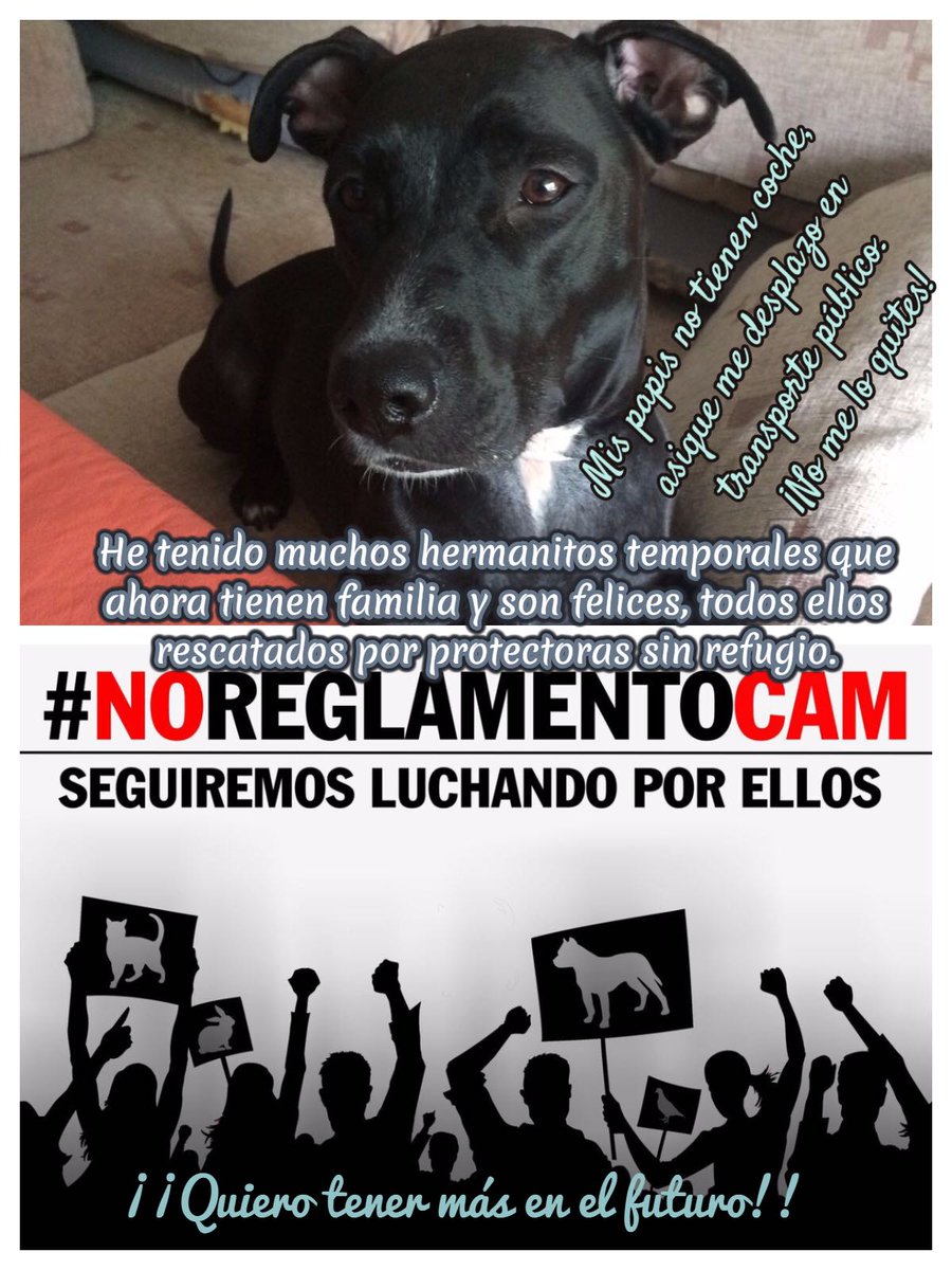 EscorialFelino's tweet photo. Yo apoyo a los perros mal considerados potencialmente peligrosos
#NoReglamentoCAM@ccifuentes@jaimegtaboada@ComunidadMadrid@cifupresidenta https://t.co/YWIxV0b5HK