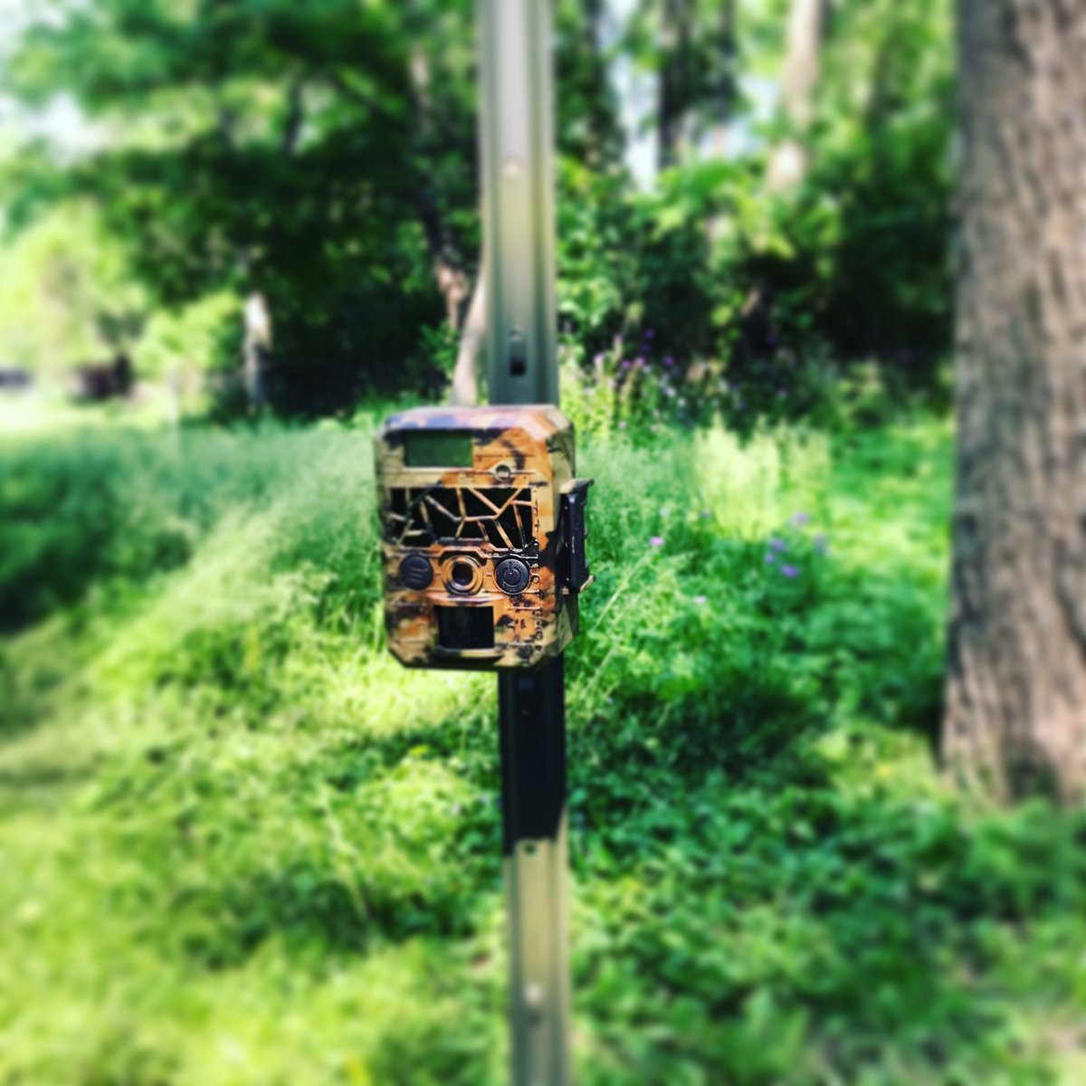 BreznikJ's tweet photo. Using the new Radix Trail Cameras. Compact size is a game changer. #rulethewild #radixtrailcameras https://t.co/qnINUKHZfy