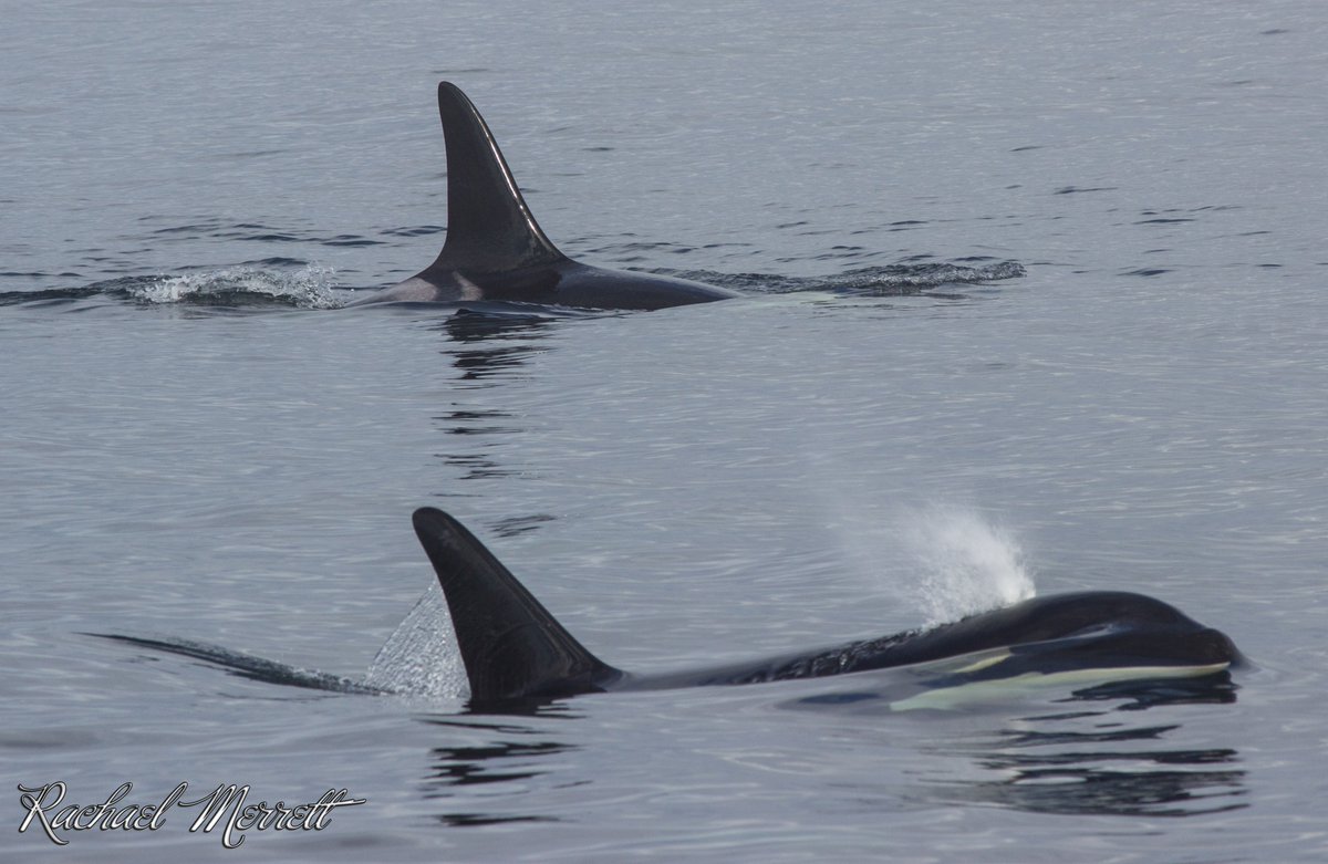 GeorgiaStraitBC's tweet photo. Killer whales keep half their brain awake while they sleep, called unihemispheric slow-wave sleep.
#OrcaMonthBC #OrcaMonth #SaveOurOrca https://t.co/1JDZajmm9l