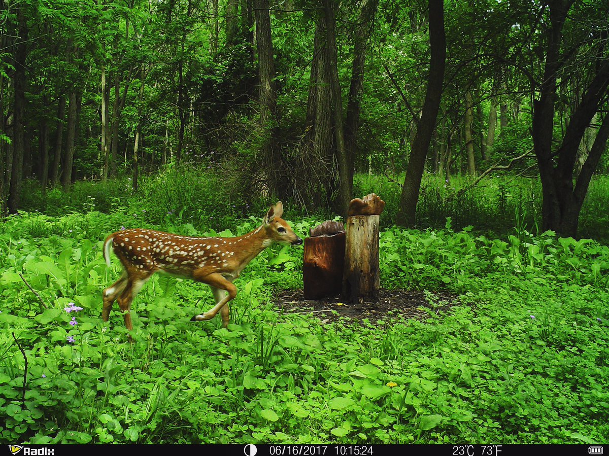 BreznikJ's tweet photo. Clear 12MP images look great from my Radix Trail Camera. #rulethewild #radixtrailcameras https://t.co/LsISS919K7