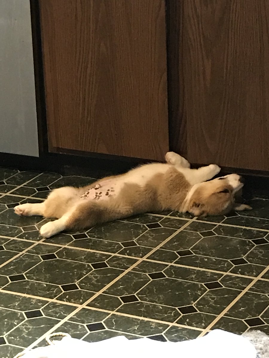 intern_winston's tweet photo. Resting before my second week on the job starts. #corgi https://t.co/s92bqbZbfV