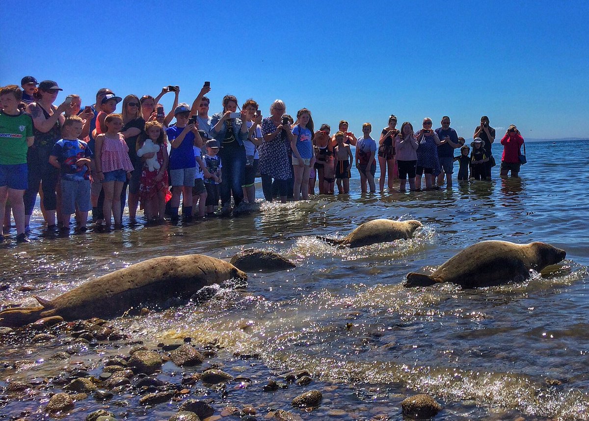 mariedouglas5's tweet image. A wonderful afternoon watching these rescued seal pups being returned to the water at Gyles quay #Dundalk